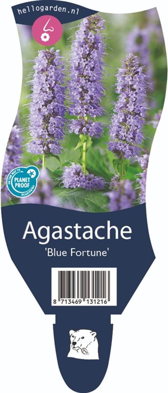 Agastache 'Blue Fortune' - P11
